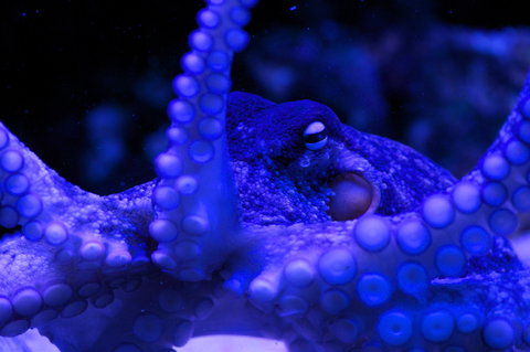 Solitary Islands Aquarium - Sunshine Coast Tourism 2