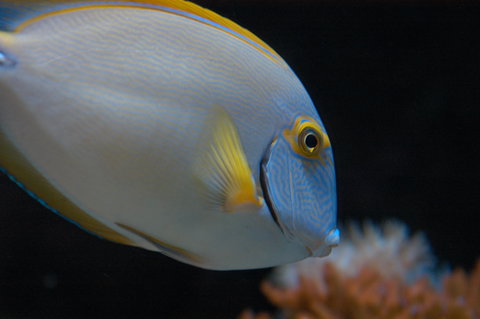 Solitary Islands Aquarium - Sunshine Coast Tourism 3