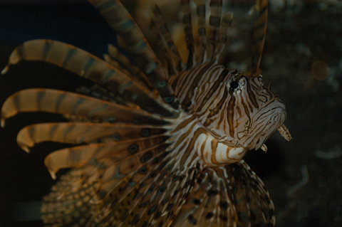 Solitary Islands Aquarium - Sunshine Coast Tourism 4