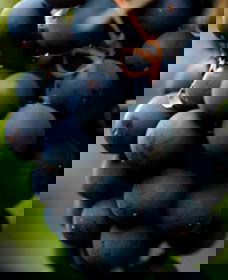 Canowindra NSW Sunshine Coast Tourism