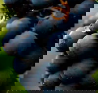 Swinging Bridge Estate - Sunshine Coast Tourism