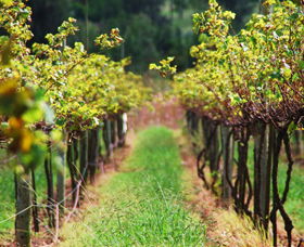 Fussy Grape Winery - Sunshine Coast Tourism 2