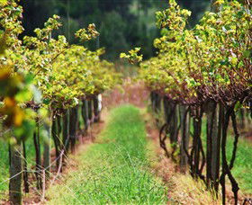 Fussy Grape Winery - Sunshine Coast Tourism 1