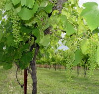 Holland Wines - Holiday Sunshine Coast