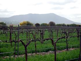 Remarkable View Wines - Sunshine Coast Tourism 1