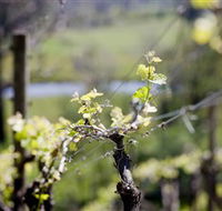 Stonier Wines - Sunshine Coast Tourism