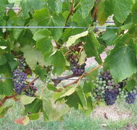 Dinny Goonan Wines