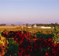 Morris Wines - Holiday Sunshine Coast