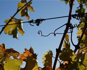 Blackjack Vineyards - Sunshine Coast Tourism 1