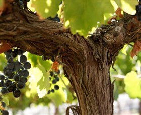 Blackjack Vineyards - Sunshine Coast Tourism 0