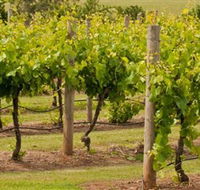Mt Coghill Vineyard - Holiday Sunshine Coast