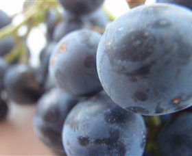 Cannibal Creek Vineyard - Holiday Sunshine Coast 2