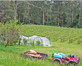 Peveril Vineyard/Beechy Berries - Sunshine Coast Tourism 1