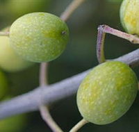 Montalto Vineyard and Olive Grove - Sunshine Coast Tourism