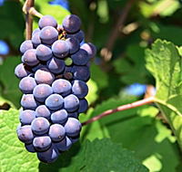 Tinderbox Vineyard