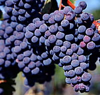 Morningside Vineyard