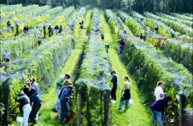 Crosswinds Vineyard - Sunshine Coast Tourism 0