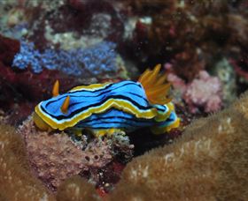 Coral Gardens Dive Site Mooloolaba - Sunshine Coast Tourism 1