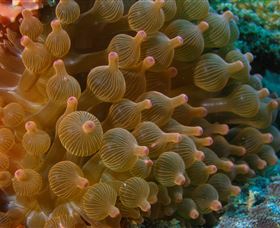 Coral Gardens Dive Site Mooloolaba - Sunshine Coast Tourism 0
