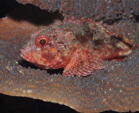 Coral Gardens Dive Site Mooloolaba - Sunshine Coast Tourism 2
