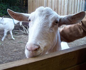 Drysdale Cheeses - Sunshine Coast Tourism 0