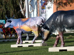 Drysdale Cheeses - Sunshine Coast Tourism 6