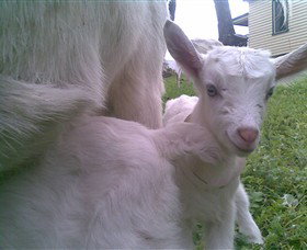 Drysdale Cheeses - Sunshine Coast Tourism 3