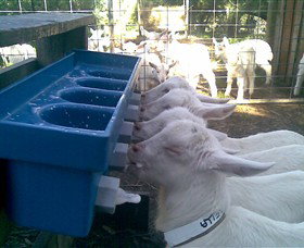 Drysdale Cheeses - Sunshine Coast Tourism 9