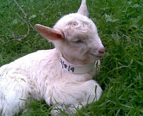 Drysdale Cheeses - Sunshine Coast Tourism 12