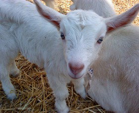 Drysdale Cheeses - Sunshine Coast Tourism 14