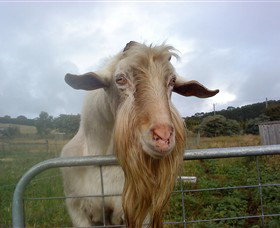 Drysdale Cheeses - Sunshine Coast Tourism 16