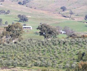 Wymah Organic Olives And Lambs - Holiday Sunshine Coast 0