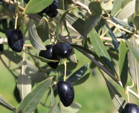 Wymah Organic Olives And Lambs - Holiday Sunshine Coast 2