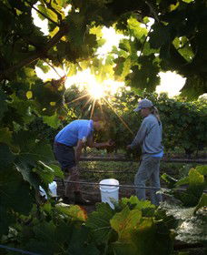 Oakdene Vineyards Restaurant And Cellar Door - Sunshine Coast Tourism 3