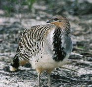 Yongergnow Australian Malleefowl Centre - Holiday Sunshine Coast
