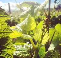 Punt Road Winery - Holiday Sunshine Coast