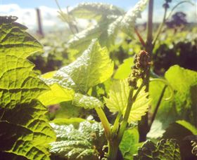 Punt Road Winery - Holiday Sunshine Coast 0