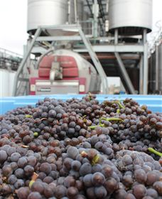 Punt Road Winery - Holiday Sunshine Coast 4