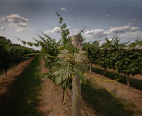 Punt Road Winery - Holiday Sunshine Coast 7