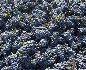 Punt Road Winery - Holiday Sunshine Coast 6