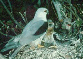 Bushy Park Wetlands - Holiday Sunshine Coast 0