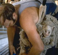 Kuriong Sheep Station - Sunshine Coast Tourism