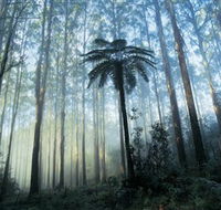 Yarra Ranges National Park - Sunshine Coast Tourism