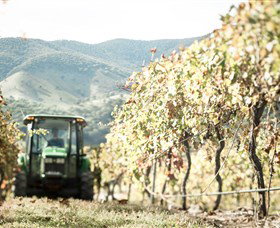 Logan Wines - Sunshine Coast Tourism 5