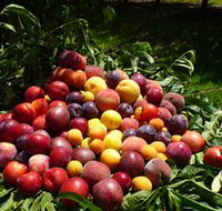 Rayner's Orchard - Sunshine Coast Tourism