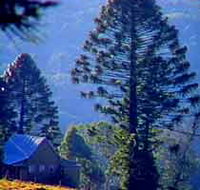 Bunya Mountains National Park - Sunshine Coast Tourism