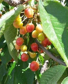 Mouat's Farm - Sunshine Coast Tourism 1