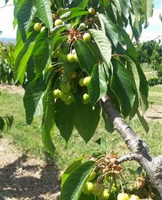 Mouat's Farm - Sunshine Coast Tourism 2