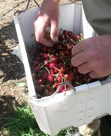 Mouat's Farm - Sunshine Coast Tourism 3