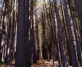 Sugarpine Walk - Holiday Sunshine Coast 2